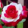 md.akram9150