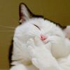 laughter_content