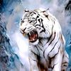 harimau_putih024