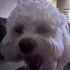 bobbooo434