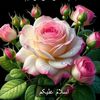 mian.mithah