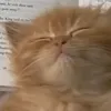 kyoru0000