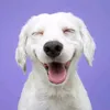 catsdogs1596