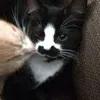 daintyvalentine