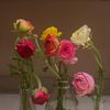 honeyytulips