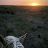 sultan__012a