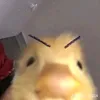thinhhettocxoan2