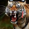 asjad.jamal8