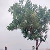 utsha.roy07