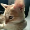 elmerhitosis