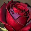 om.ramy294