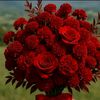 mahnoor.fatima6881