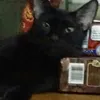 pinkyflores1