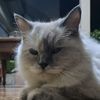 Lupi