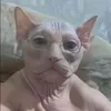 lxnnox2