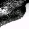 dhovi_dz