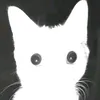 meow_2083