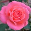 pink.roses.07