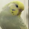 sonosempremyri
