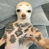 skunk420710