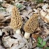 morel_mushroom_777
