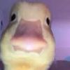 dominating_ducky55