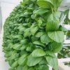agriculture.brunei