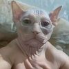 gato_malo10