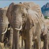 The elephant sanctuary