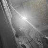 dannix385