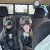 huck.tilly.bluest