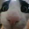 kittgaming209