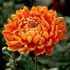 le.xuan841