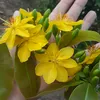 maimai654321