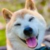 justanepiynonepicdoge