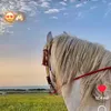 amiraa.el.bnani