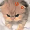 bcute606