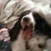 rocky_on_paws3