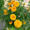 asma.islam575