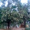 yadav