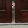 yossie_f6