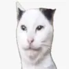 halfcat3