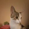 mmmchip5