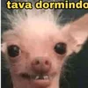 valentinalapinguina