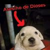 pepitogodjeje