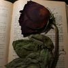 basmala.gamal645