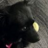 that.doggo2