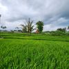 maezsyaroh