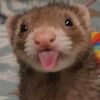 zibbyzobby3