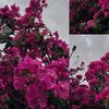 kokaa_010c